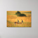 Pesquisar por gazela impressão de canvas Animal