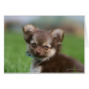 Pesquisar por filhote de cachorro da chihuahua cartoes postais Headshot