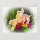 Pesquisar por orquídea cattleya cartoes postais Orquídeas