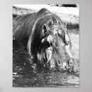 Pesquisar por hippo pôsteres Animal