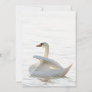 Pesquisar por cigana convites Cisne