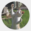 Pesquisar por predador adesivos Gato