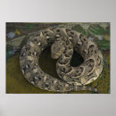 Pesquisar por afro do pósteres pôsteres Vida selvagem