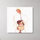 Pesquisar por digestivo impressão de canvas Cólon descendente