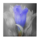 Pesquisar por flor azul branca azulejos Flores