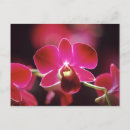 Pesquisar por orquídea selvagem cartoes postais Flor