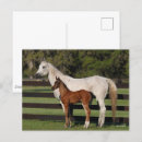 Pesquisar por cavalo árabe cartoes postais Animal