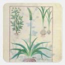 Pesquisar por medicinais adesivos Robinet