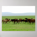 Pesquisar por cavalo galope pósteres pôsteres Natureza