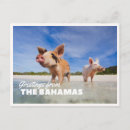 Pesquisar por bahamas cartoes postais Porcos
