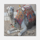 Pesquisar por camelo imas Egipto