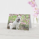 Pesquisar por akitas cartoes postais Dog