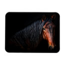 Pesquisar por cavalo imas Animais