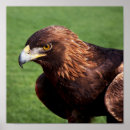 Pesquisar por águias pôsteres América