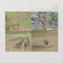 Pesquisar por safari cartoes postais Zoo