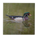 Pesquisar por do pato azulejos Animal