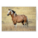 Pesquisar por potro da égua cartoes postais Selvagem