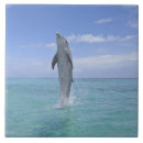 Pesquisar por golfinho de bottlenose Liberdade