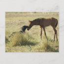 Pesquisar por tarifa cartoes postais Natureza