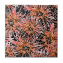 Pesquisar por laranja marrom azulejos Castanho