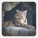 Pesquisar por neve leopardo adesivos Gato