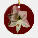 Pesquisar por amaryllis Vibrante