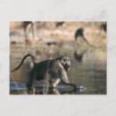 Pesquisar por delta do okavango cartoes postais Animais selvagens