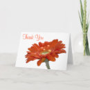 Pesquisar por cumprimento da margarida Gerbera