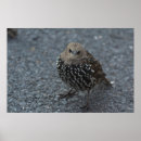 Pesquisar por pássaro irritado Aves
