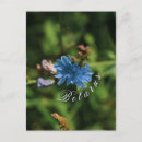 Pesquisar por milho azul cartoes postais Natureza
