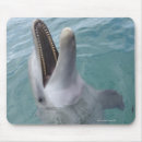 Pesquisar por golfinho de bottlenose Natureza