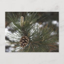 Pesquisar por abeto cartoes postais Pinheiro