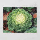 Pesquisar por ornamental cartoes postais Verde