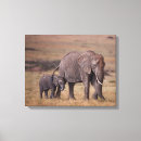 Pesquisar por elefante bebê impressão de canvas Vida selvagem