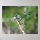 Pesquisar por damselflies Azul