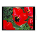 Pesquisar por cumprimento vermelho da flor Flores