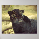 Pesquisar por gato pantera preta pôsteres Leopardo