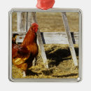 Pesquisar por galos ornamentos Fazenda