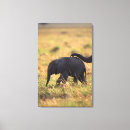 Pesquisar por descendentes impressão de canvas Exterior