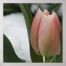 Pesquisar por tulipas pôsteres Plantas