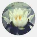 Pesquisar por flor dos lótus adesivos Natureza
