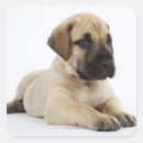 Pesquisar por great dane adesivos Animal