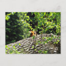 Pesquisar por tiger cartoes postais Vida selvagem