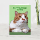 Pesquisar por happy birthday cat Animal