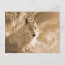 Pesquisar por lobos selvagens cartoes postais Lobo branco