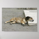 Pesquisar por o cão pósteres pôsteres Cansado