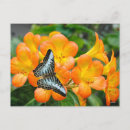 Pesquisar por borboleta tropical cartoes postais Natureza