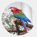 Pesquisar por arara adesivos Papagaio colorido