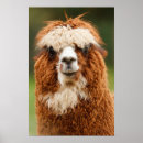 Pesquisar por alpacas pósteres pôsteres Fotografia