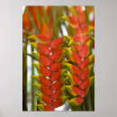 Pesquisar por heliconia Planta